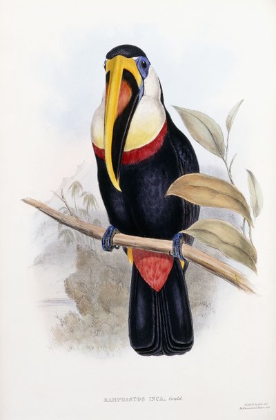 Ramphastos Inca by English School