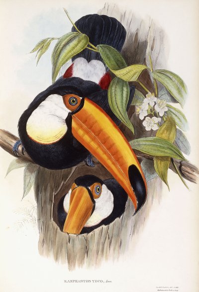 Toco Toucan by English School