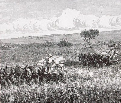 Reaping, South Adelaide, Australia by English School