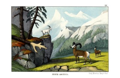 Rocky Mountain Sheep by English School