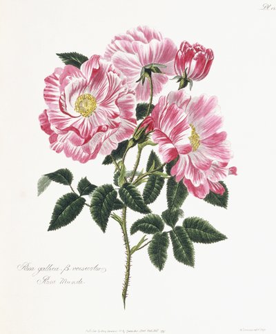 Rosa gallica, 1796-1799 by English School