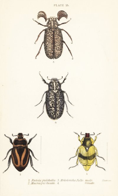 Scarab beetles by English School