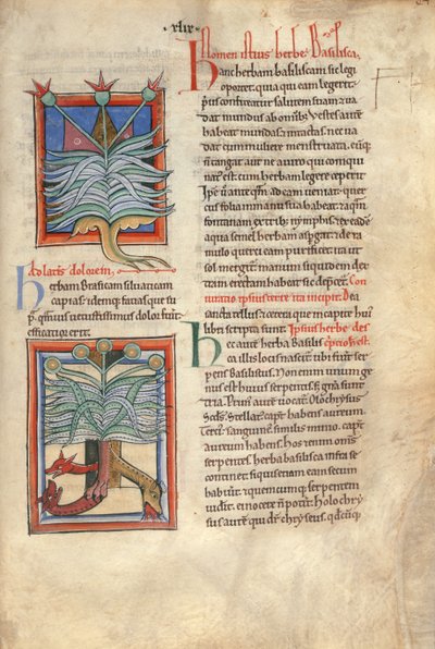 The Herb Basilica by English School