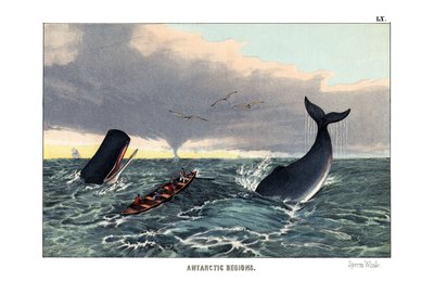 Sperm Whale by English School