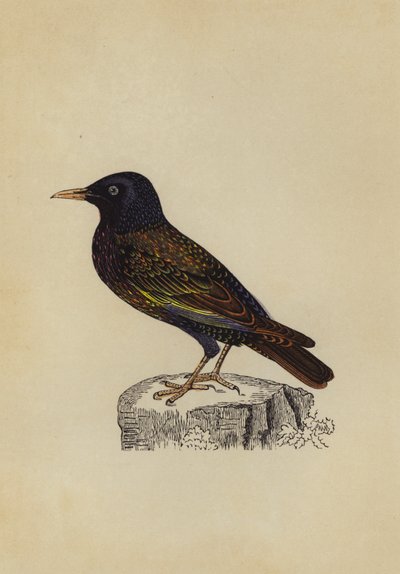 Starling by English School