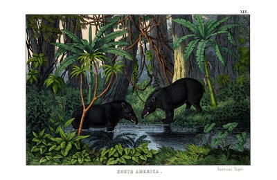 Tapir by English School