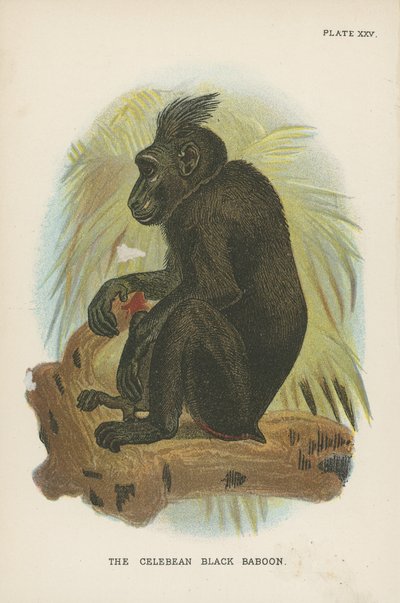 The Celebean Black Baboon by English School