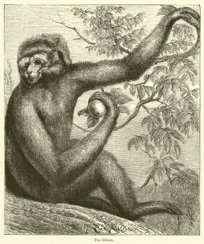 The Gibbon by English School