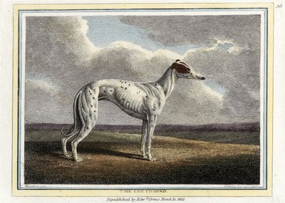 The Greyhound, pub. 1812 by English School