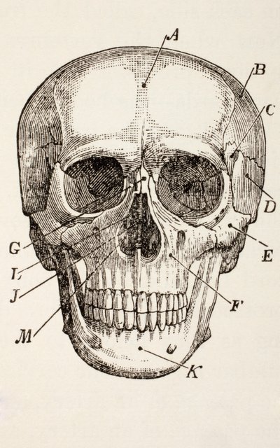 The Human Skull, c.1890 by English School