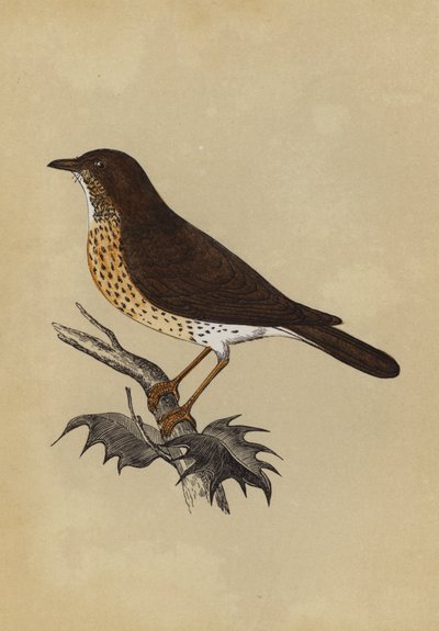 Thrush by English School