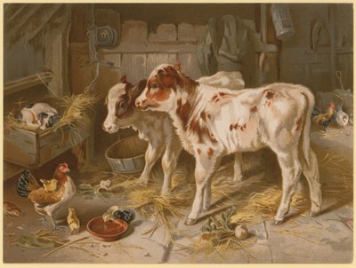 Two Calves by English School