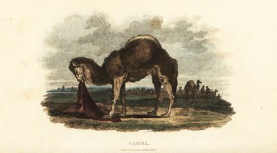 Unknown Image by English School