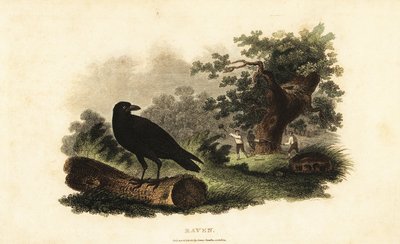 Unknown Image by English School