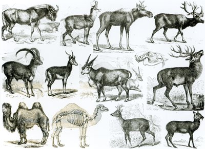 Ungalata or Hoofed Animals by English School