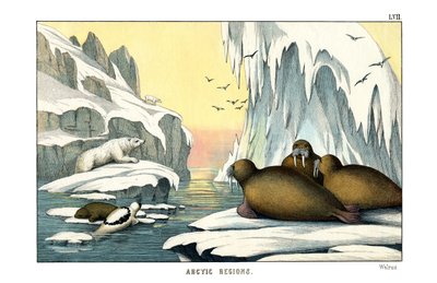 Walrus by English School