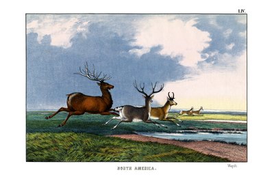 Wapiti by English School