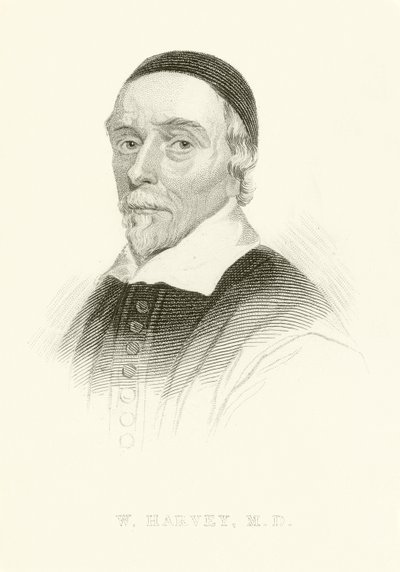 William Harvey by English School