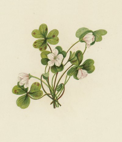 Wood-Sorrel, Oxalis Acetosella by English School