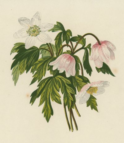 Wood Anemone, Anemone Nemorosa by English School