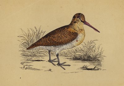 Woodcock by English School