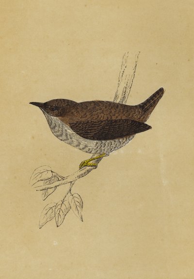 Wren by English School