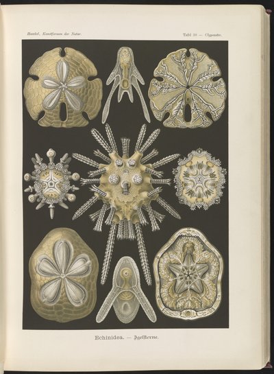 Echinidea: sea urchins and sea dollars by Ernst Haeckel