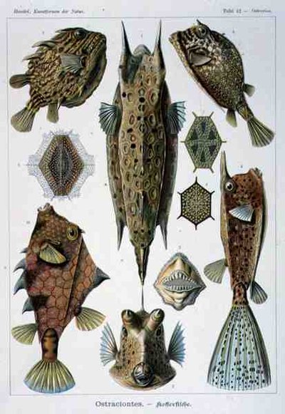 Ostraciontes, Plate from Artforms of Nature by Ernst Haeckel