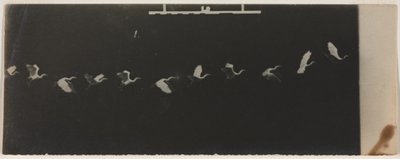 Chronophotograph of a Flying Heron by Etienne Jules Marey