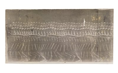 Man Walking, 1882 by Etienne Jules Marey