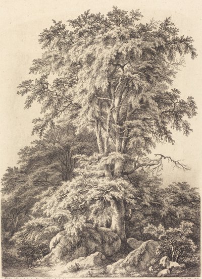Beech Grove by Eugene Bléry