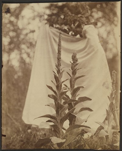 Mullein Plant by Eugène Atget