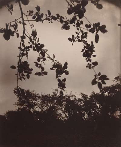Apple Tree Branch by Eugène Atget