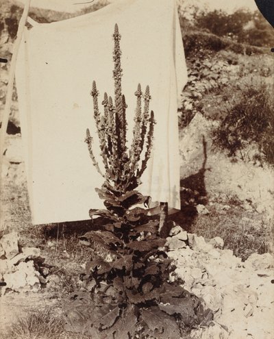 Mullein in Bloom by Eugène Atget