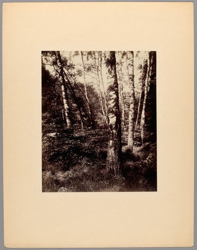 Park of Saint-Cloud by Eugène Atget