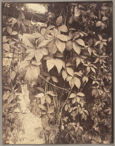 Virginia Creeper by Eugène Atget
