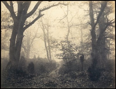 Fontainebleau. Forest at Barbizon by Eugène Cuvelier