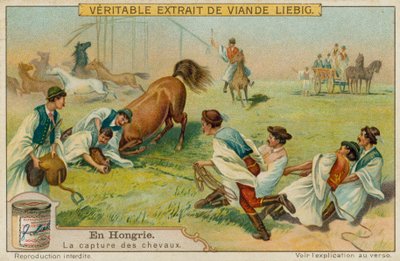 Capturing a Horse by European School