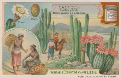 Giant Cactus with Flowers and Fruit by European School