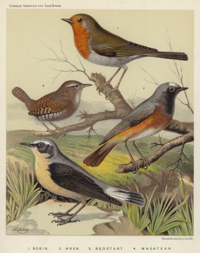 Robin, Wren, Redstart, Wheatear by European School