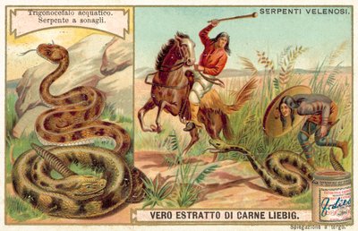 Water moccasin and rattlesnake by European School