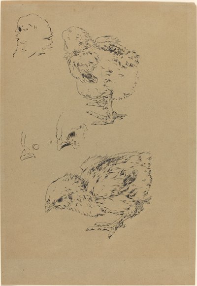 Chicks by Felix Bracquemond