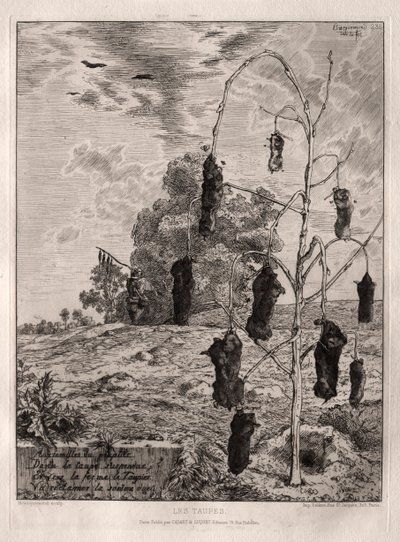 Moles by Felix Bracquemond