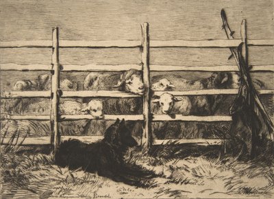 Sheep in a Pen, 1856 by Felix Bracquemond