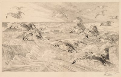 Seagulls by Felix Bracquemond