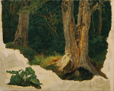 Tree Study by Ferdinand Georg Waldmuller