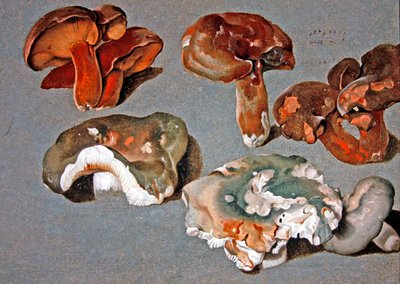 Studies of Fungi by Ferdinand Phillip de Hamilton