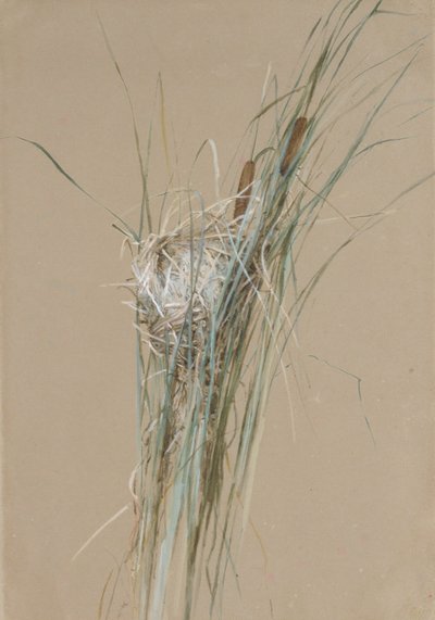 Birds Nest in Cattails by Fidelia Bridges