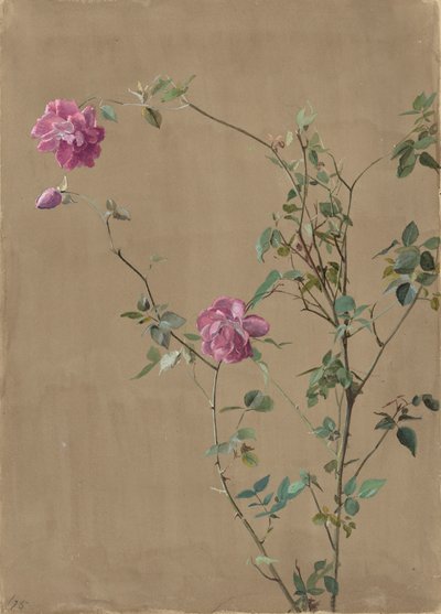 Pink Roses by Fidelia Bridges