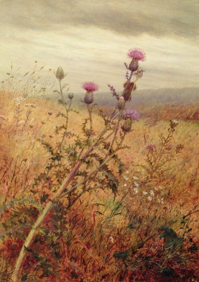 Thistle in a Field, 1875 by Fidelia Bridges